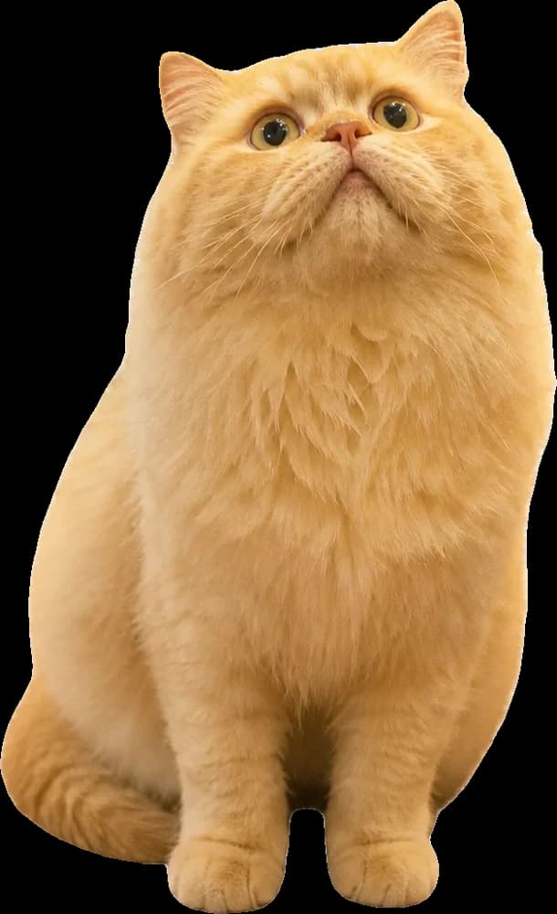 허? 당황한 고양이